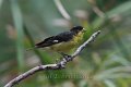 Lesser Goldfinch 2012-05-05